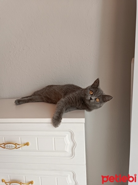 British Shorthair, Kedi  Lina fotoğrafı