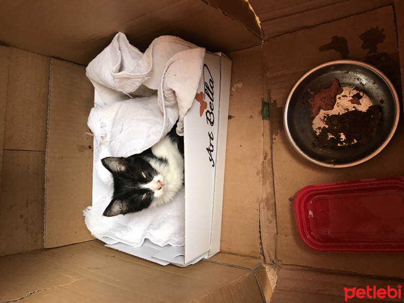 Tekir Kedi, Kedi  Bebek fotoğrafı