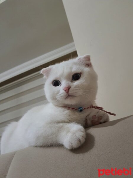 Scottish Fold, Kedi  tombiş fotoğrafı