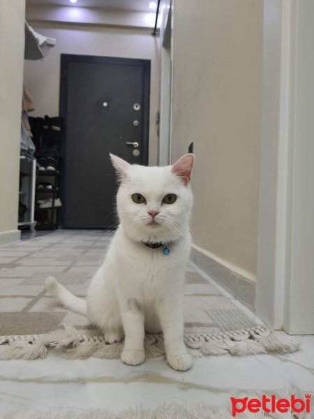 British Shorthair, Kedi  topik fotoğrafı