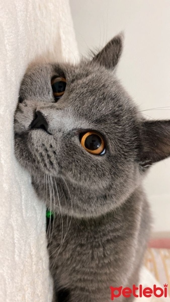 British Shorthair, Kedi  Mio fotoğrafı