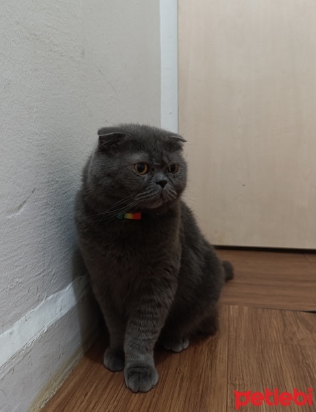 Scottish Fold, Kedi  Limon fotoğrafı