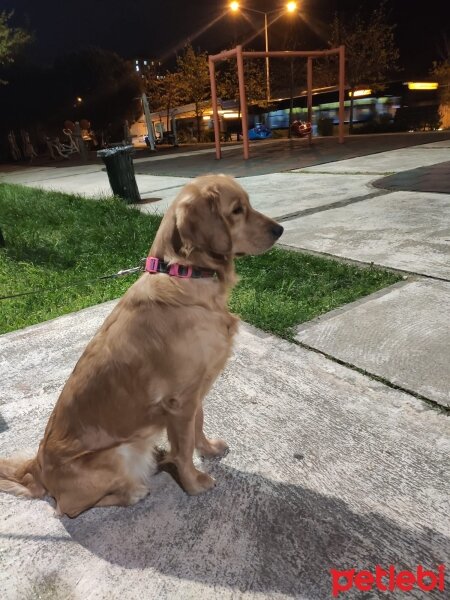 Golden Retriever, Köpek  Nora fotoğrafı