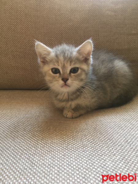British Shorthair, Kedi  Mia fotoğrafı