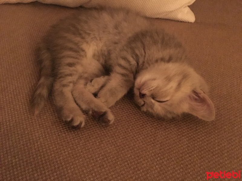British Shorthair, Kedi  Mia fotoğrafı