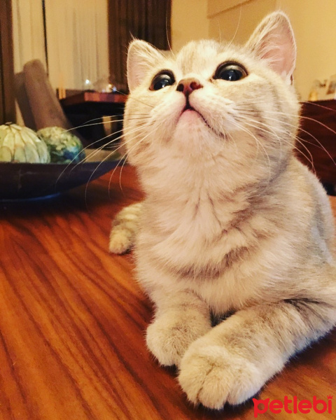 British Shorthair, Kedi  Mia fotoğrafı