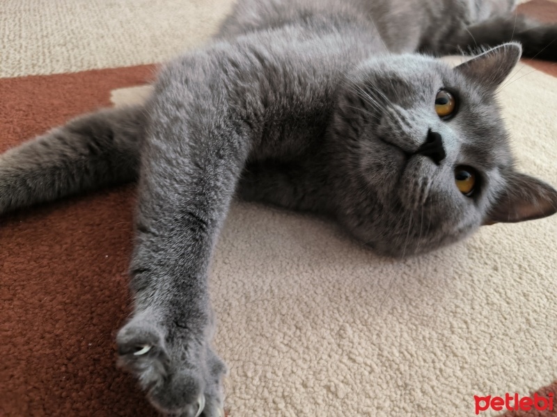 British Shorthair, Kedi  Peloş & feraye fotoğrafı