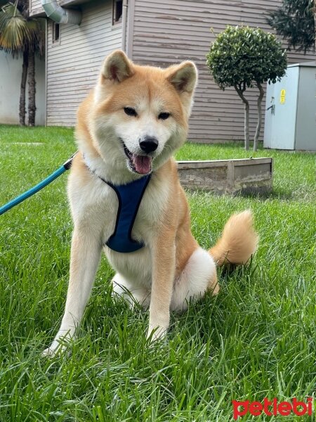 Akita İnu, Köpek  Jessi fotoğrafı