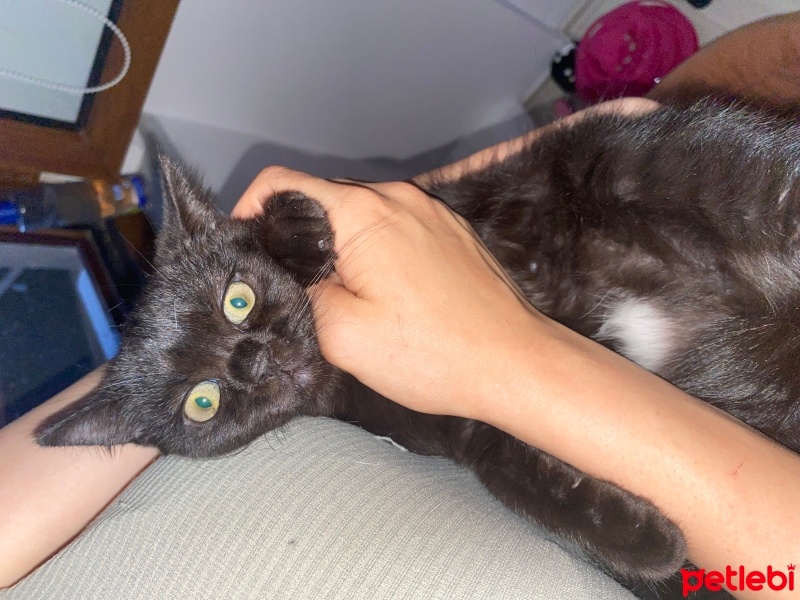 British Shorthair, Kedi  Yavru Kedi fotoğrafı
