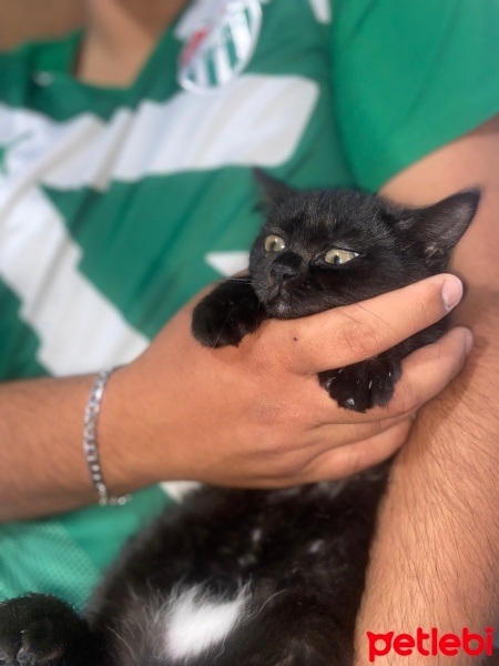 British Shorthair, Kedi  Yavru Kedi fotoğrafı