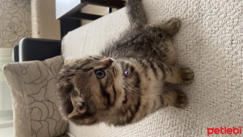 Scottish Fold, Kedi  Pablo fotoğrafı