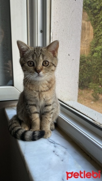 British Shorthair, Kedi  Tofi fotoğrafı