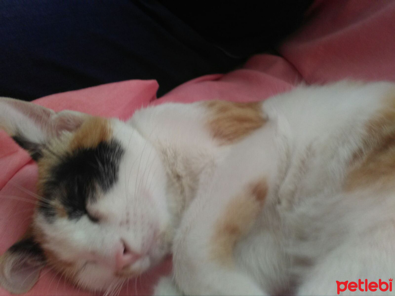 Tekir Kedi, Kedi  Arya fotoğrafı