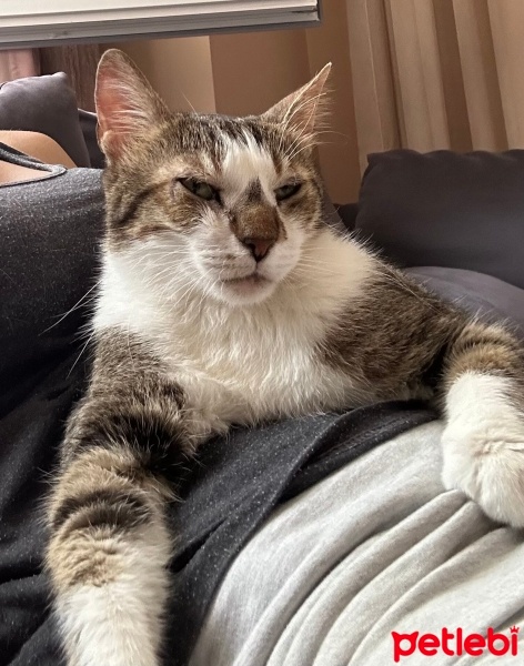 Tekir Kedi, Kedi  Ela fotoğrafı