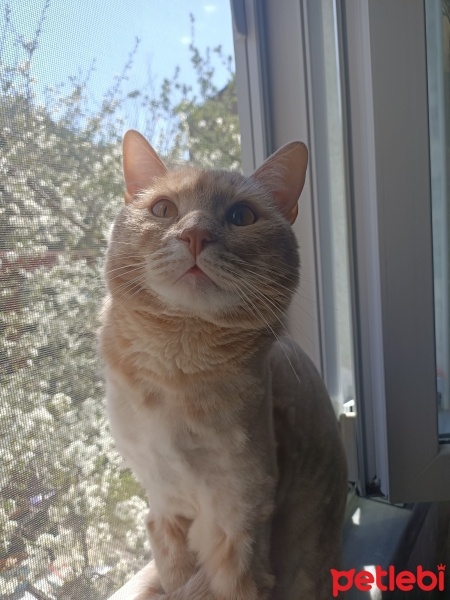 Sarman, Kedi  Leo fotoğrafı