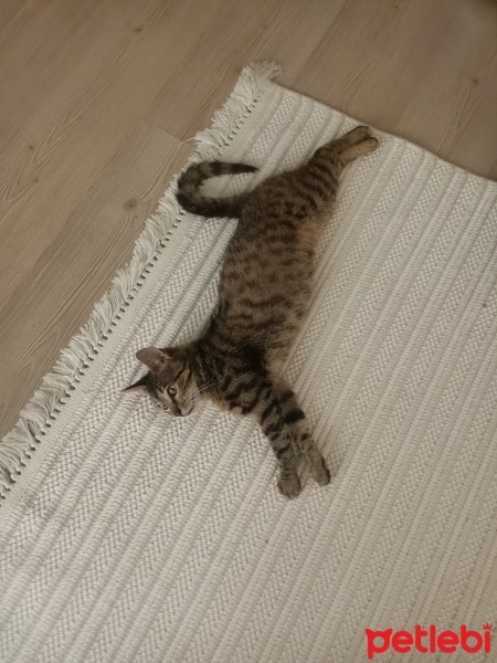 Tekir Kedi, Kedi  Mucize fotoğrafı