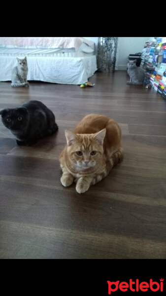 British Shorthair, Kedi  Tomris fotoğrafı