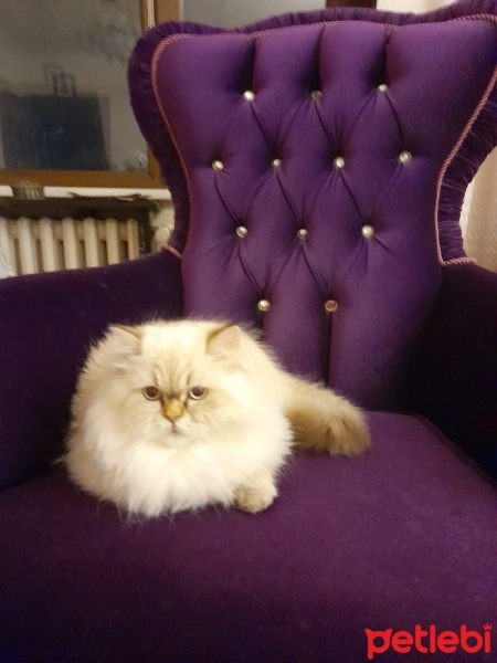 British Longhair, Kedi  Kedi fotoğrafı