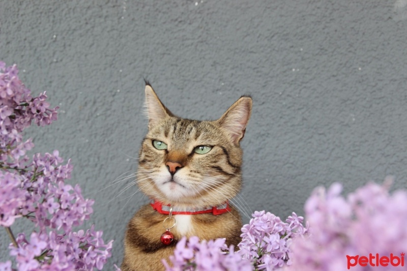 Tekir Kedi, Kedi  Çingene fotoğrafı