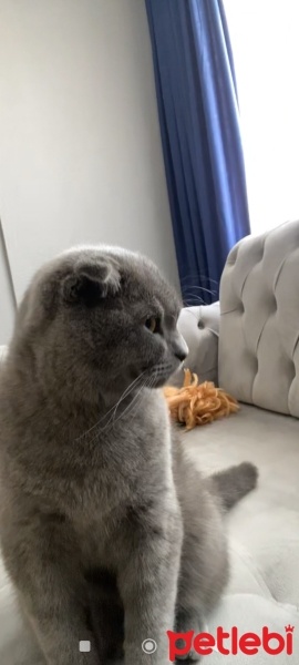 Scottish Fold, Kedi  Sultan fotoğrafı