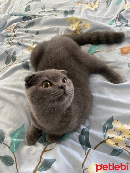 Scottish Fold, Kedi  Sultan fotoğrafı