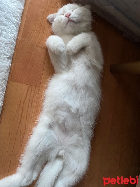 Scottish Fold, Kedi  Oscar fotoğrafı