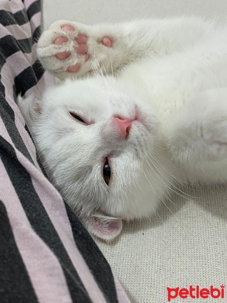 Scottish Fold, Kedi  Oscar fotoğrafı