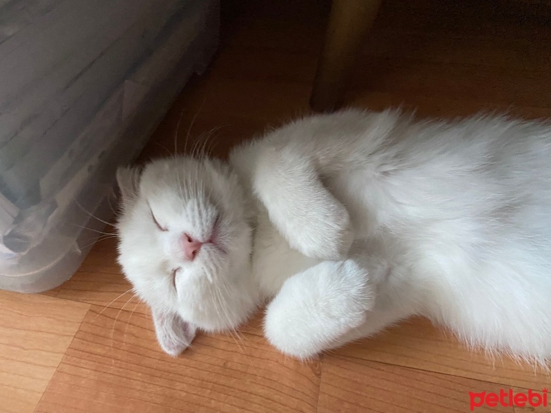 Scottish Fold, Kedi  Oscar fotoğrafı