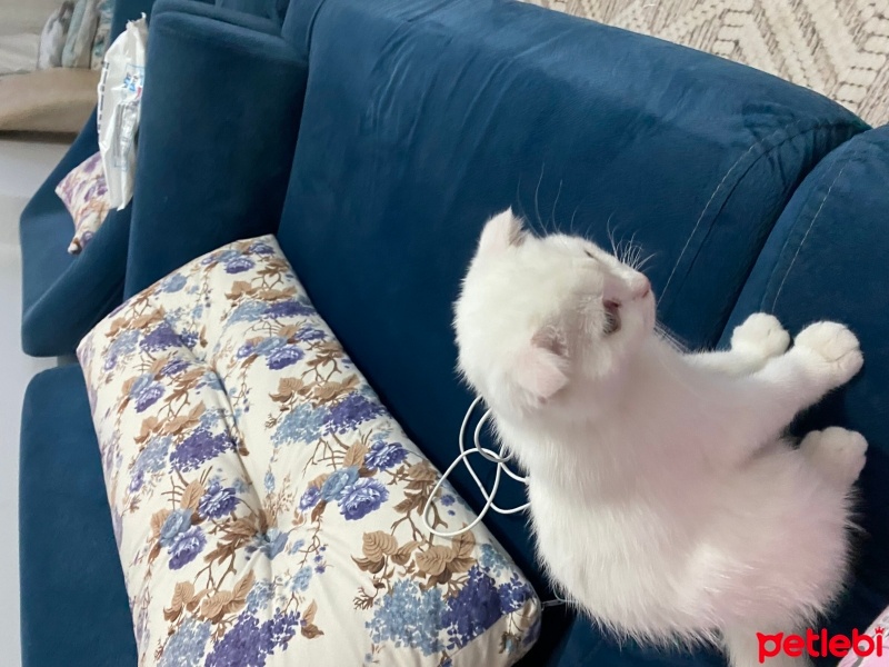 Scottish Fold, Kedi  Oscar fotoğrafı