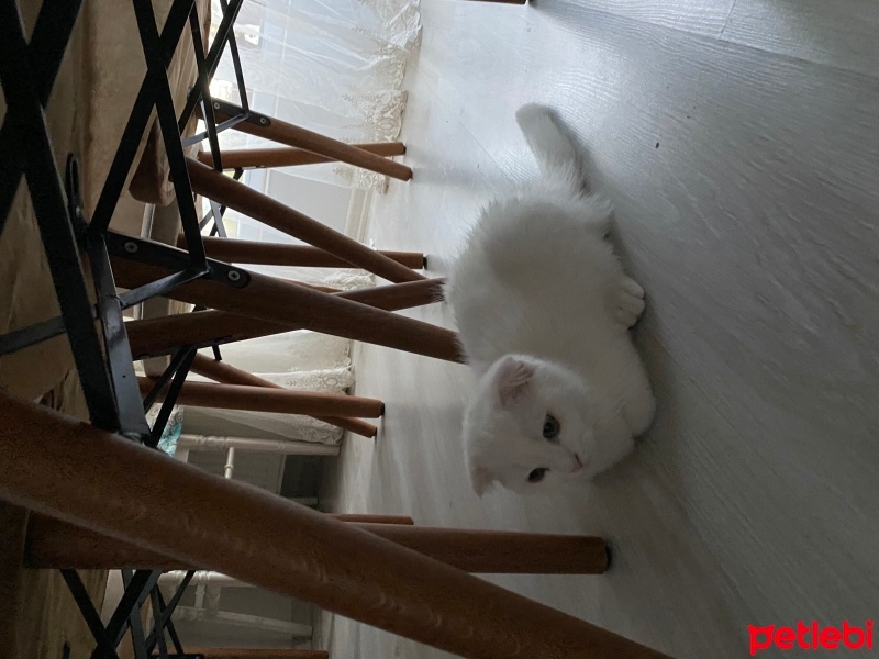 Scottish Fold, Kedi  Oscar fotoğrafı