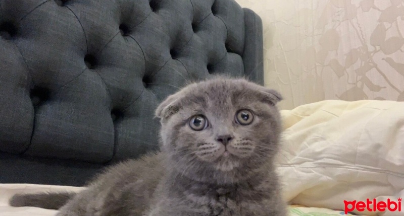 Scottish Fold, Kedi  Duman fotoğrafı