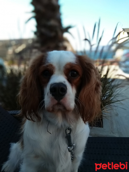 Cavalier King Charles Spanieli, Köpek  Tarçın fotoğrafı