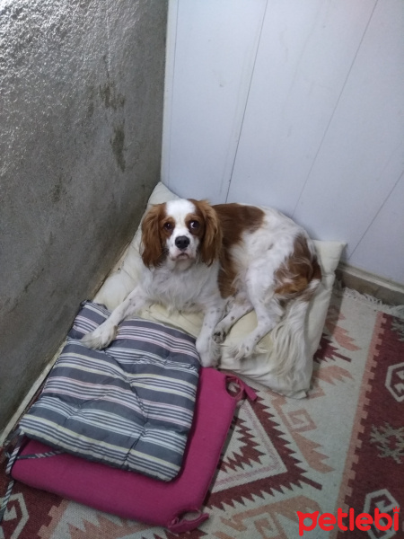Cavalier King Charles Spanieli, Köpek  Tarçın fotoğrafı
