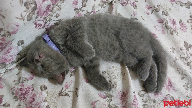 British Shorthair, Kedi  Mars fotoğrafı