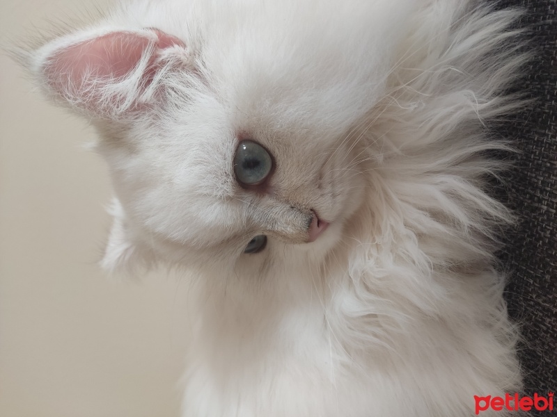 British Longhair, Kedi  Sütlaç fotoğrafı