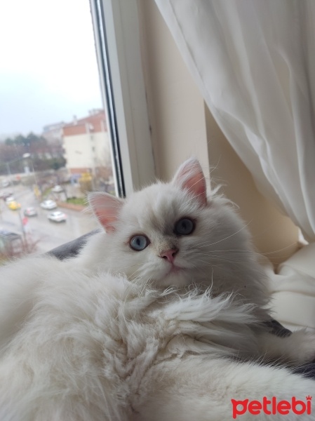 British Longhair, Kedi  Sütlaç fotoğrafı