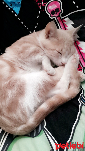 Tekir Kedi, Kedi  Tarçın  fotoğrafı