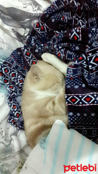 Tekir Kedi, Kedi  Tarçın  fotoğrafı