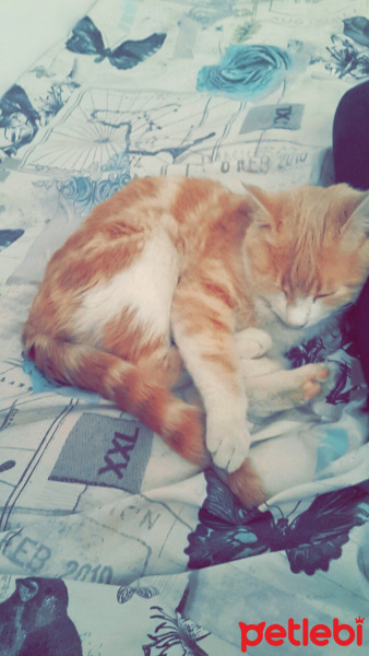 Tekir Kedi, Kedi  Tarçın  fotoğrafı