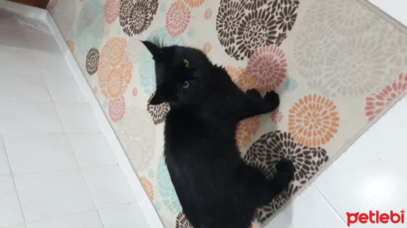 Bombay, Kedi  Zeus fotoğrafı