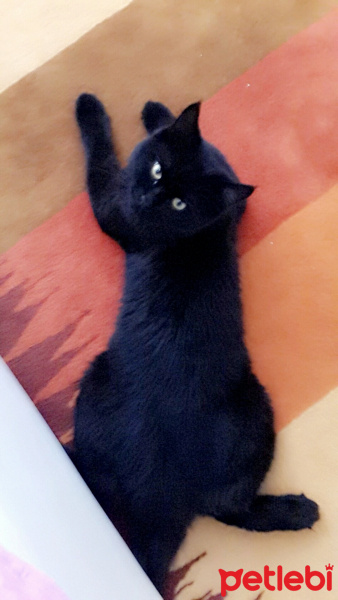 Bombay, Kedi  Zeus fotoğrafı