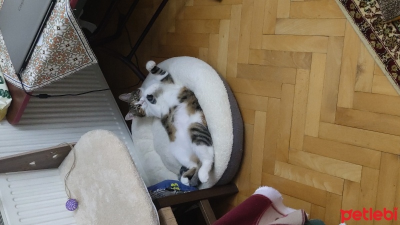 Tekir Kedi, Kedi  Fıstık fotoğrafı
