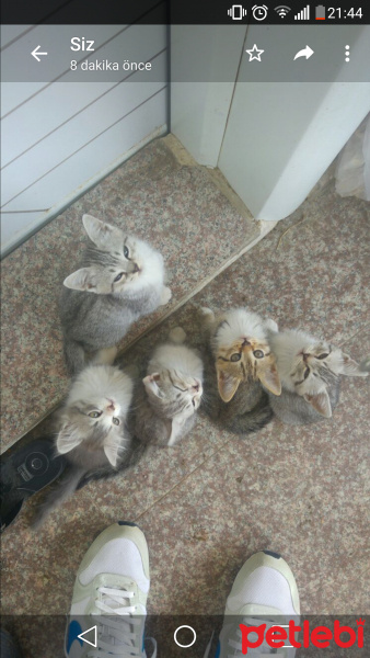 British Shorthair, Kedi  Şero fotoğrafı