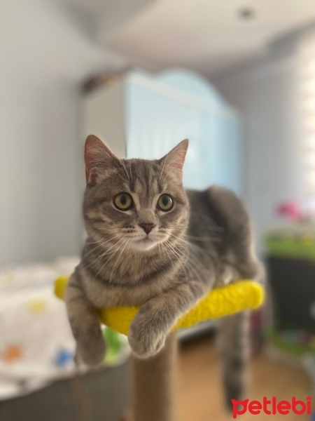 British Shorthair, Kedi  Boncuk fotoğrafı