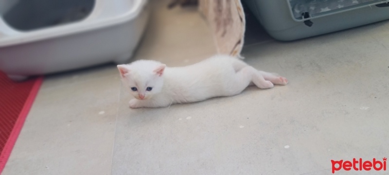 British Shorthair, Kedi  Ballı fotoğrafı