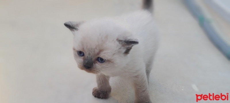 British Shorthair, Kedi  Ballı fotoğrafı
