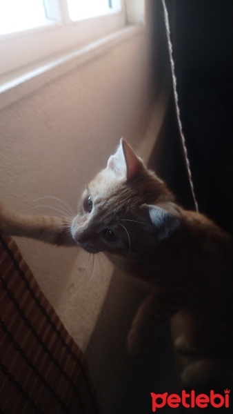 Sarman, Kedi  adı belli değil fotoğrafı