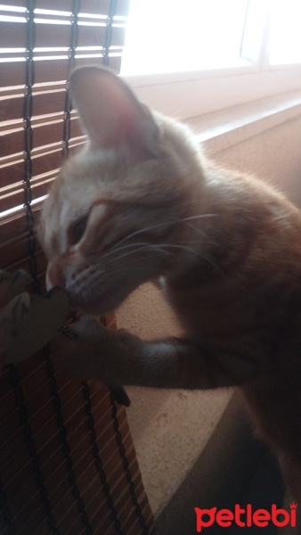 Sarman, Kedi  adı belli değil fotoğrafı
