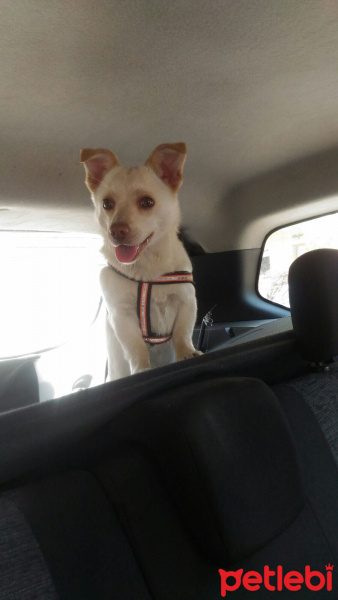 Jack Russell Terrier, Köpek  Lina fotoğrafı