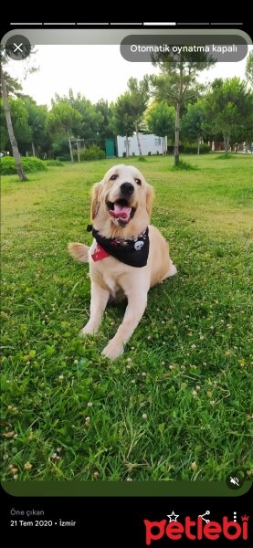 Golden Retriever, Köpek  Pasha fotoğrafı